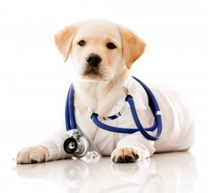 dog stethoscope