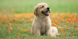 dog puppy garden