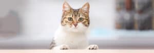 Cute funny cat at kitchen table on blurred background