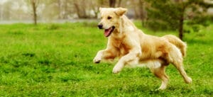 Dog ACL TPLO Surgery Header