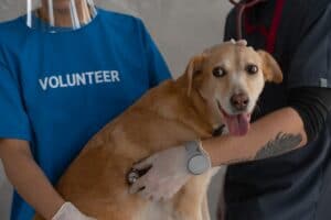 dog vet
