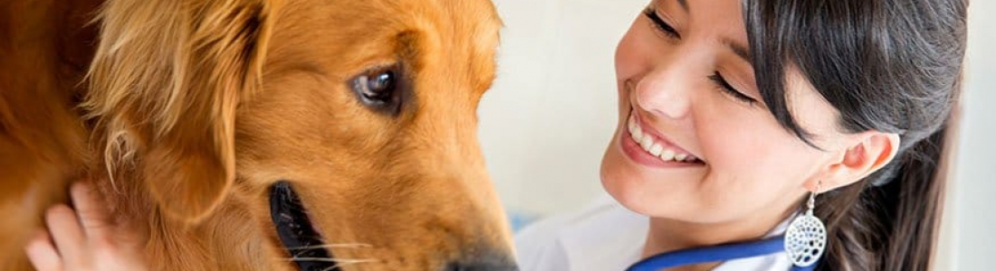 Endoscopy For Dogs