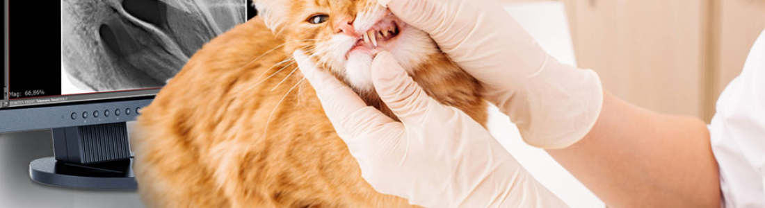 Why Dental Radiographs Are Important Why Dental Radiographs Are Important