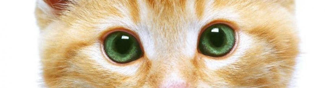 Urine Testing: Why Test Your Cat’s Urine?