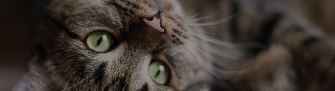 Feline Hyperthyroidism Feline Hyperthyroidism