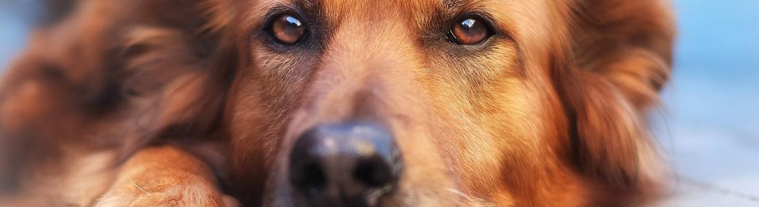 Why Should You Take Your Pet for a Blood Test? Why Should You Take Your Pet for a Blood Test?