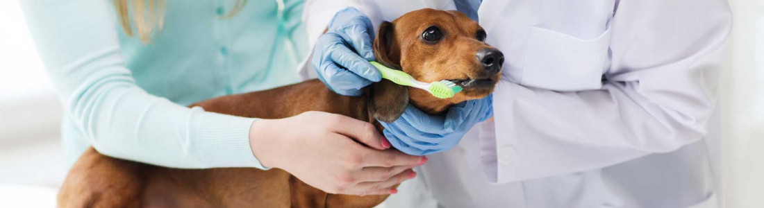 Get to the CORE of Veterinary Dental Care with your Clients