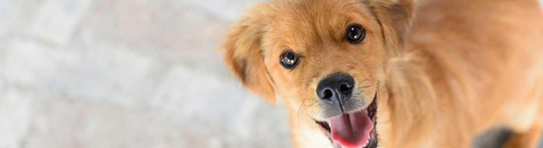 Ehrlichiosis In Dogs Ehrlichiosis In Dogs