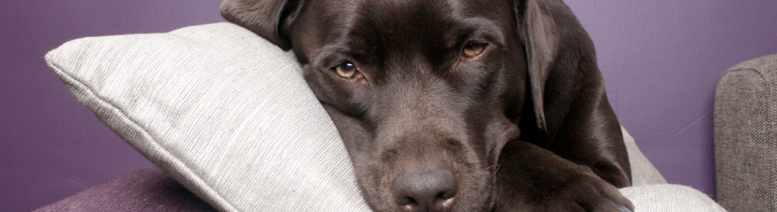 Giardia in Dogs Giardia in Dogs