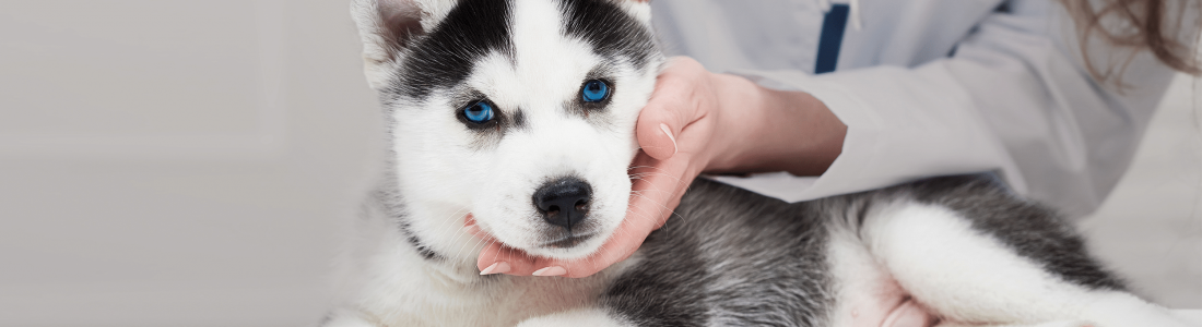 The Truth of Accuracy – VetScan Canine Parvovirus Rapid Test The Truth of Accuracy – VetScan Canine Parvovirus Rapid Test