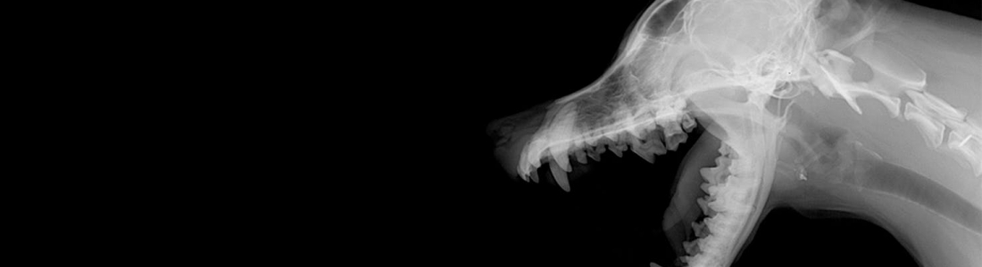 Radiographs for Dogs