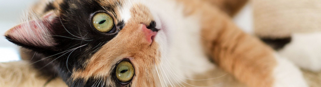 How Veterinary Infusion Pumps Have Led to Improvements in Vet Safety How Veterinary Infusion Pumps Have Led to Improvements in Vet Safety