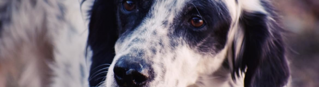 can leishmaniasis be cured in dogs