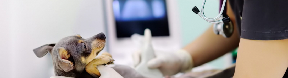Ultrasound Imaging in Animals Ultrasound Imaging in Animals